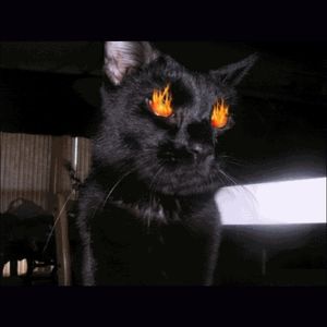 Meet your Posher, Cassandra